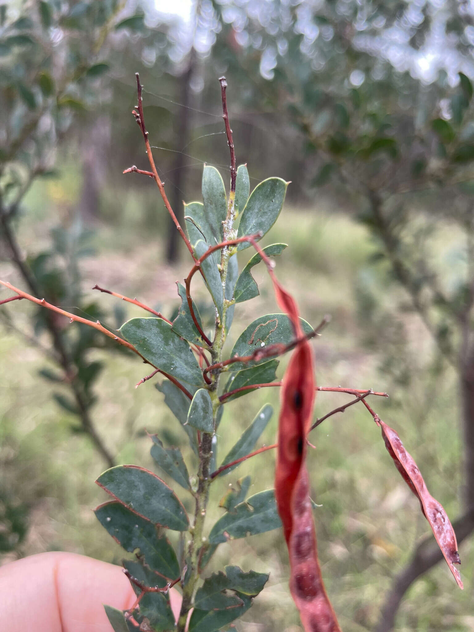 Image of Acacia semilunata Maiden & Blakely