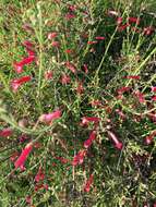 Image of Baja bush snapdragon