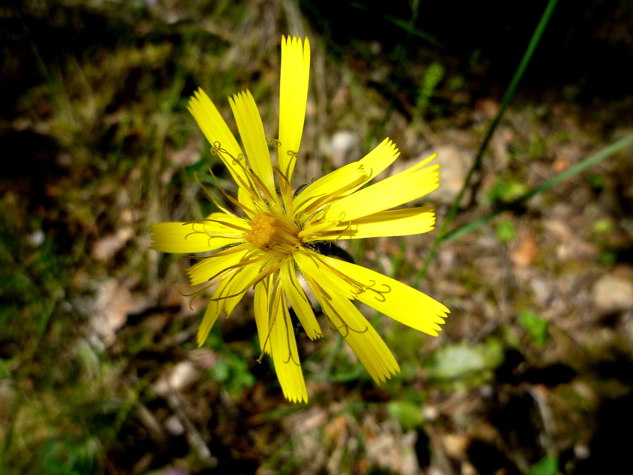 Слика од Picris hieracioides L.