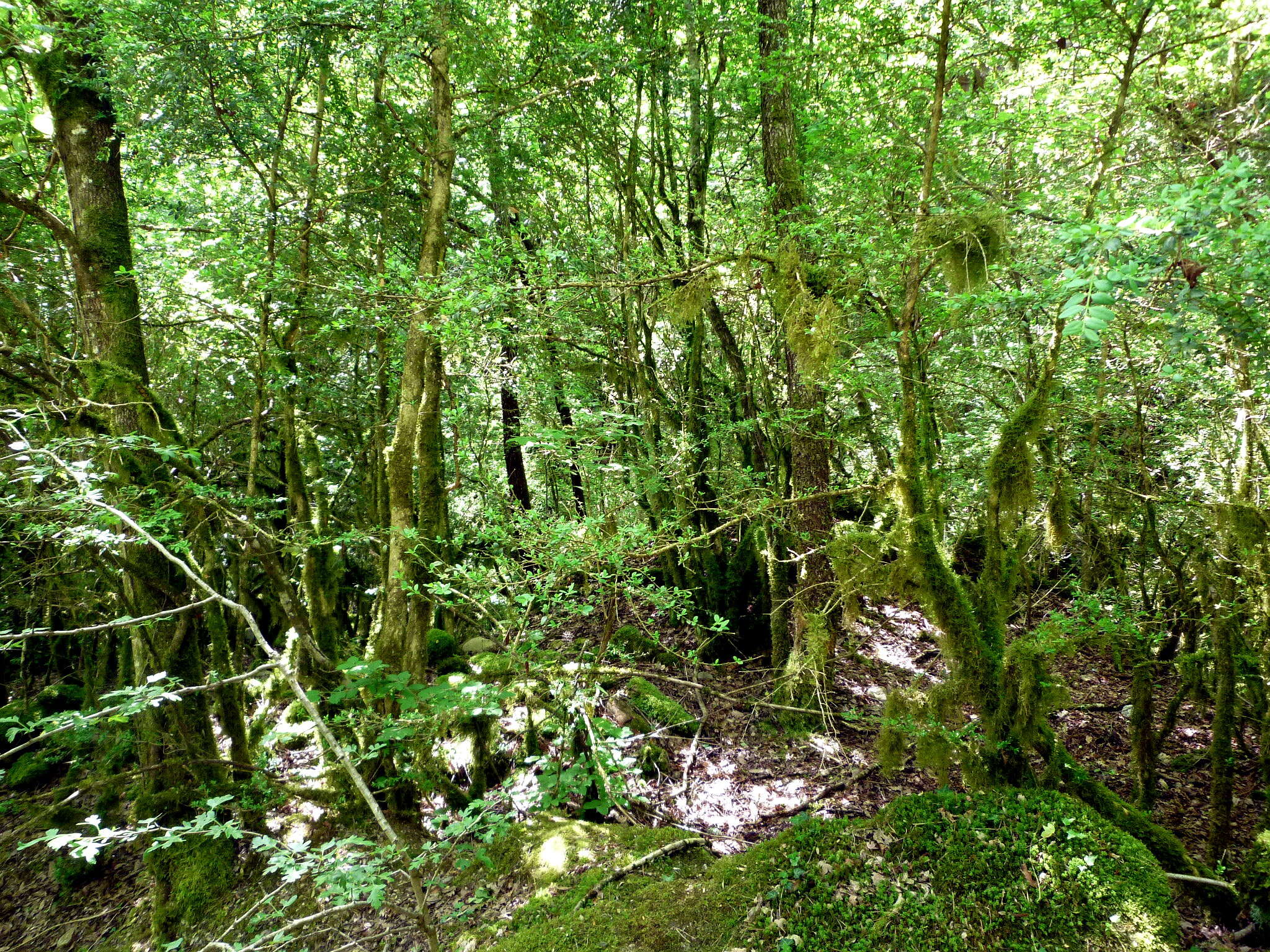 Image of Buxus sempervirens