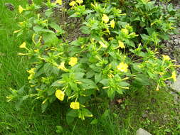 Image of Four o'Clock flower