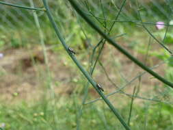 Image of Common asparagus beetle