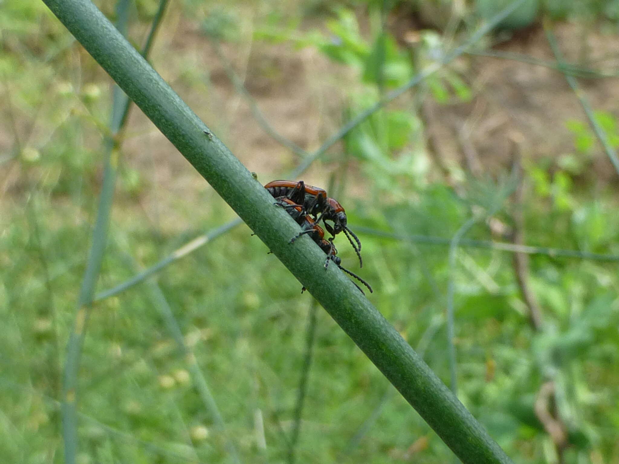 Image of Common asparagus beetle