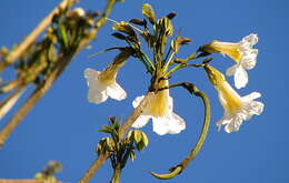 Image of Tabebuia elliptica (DC.) Sandwith