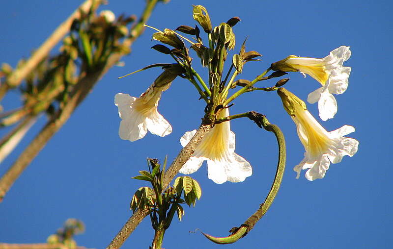 Image of Tabebuia elliptica (DC.) Sandwith