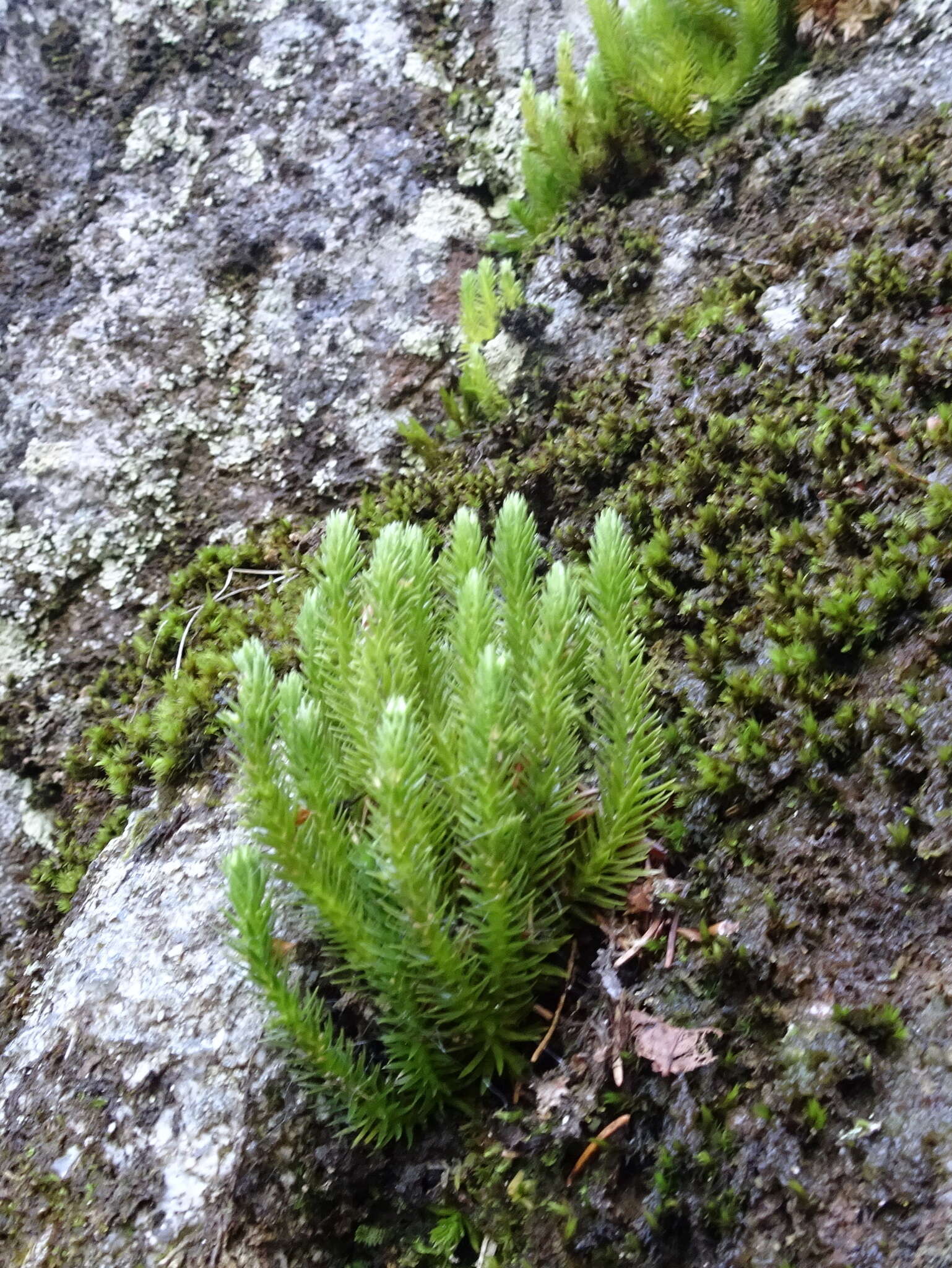 Image of Fir Club Moss