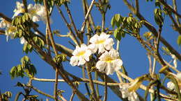 Image of Tabebuia elliptica (DC.) Sandwith