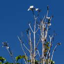 Imagem de Tabebuia elliptica (DC.) Sandwith