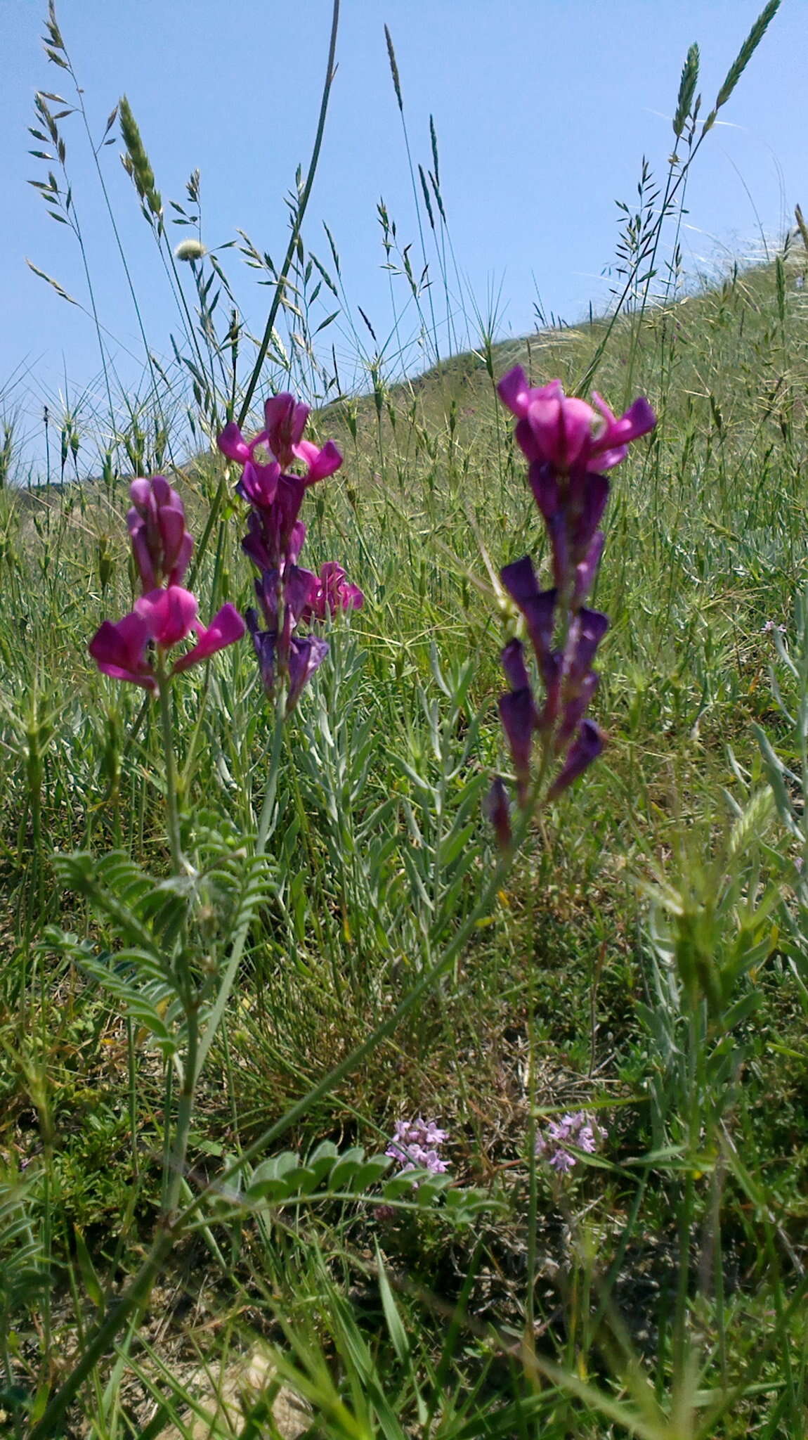 Image de Hedysarum tauricum Willd.