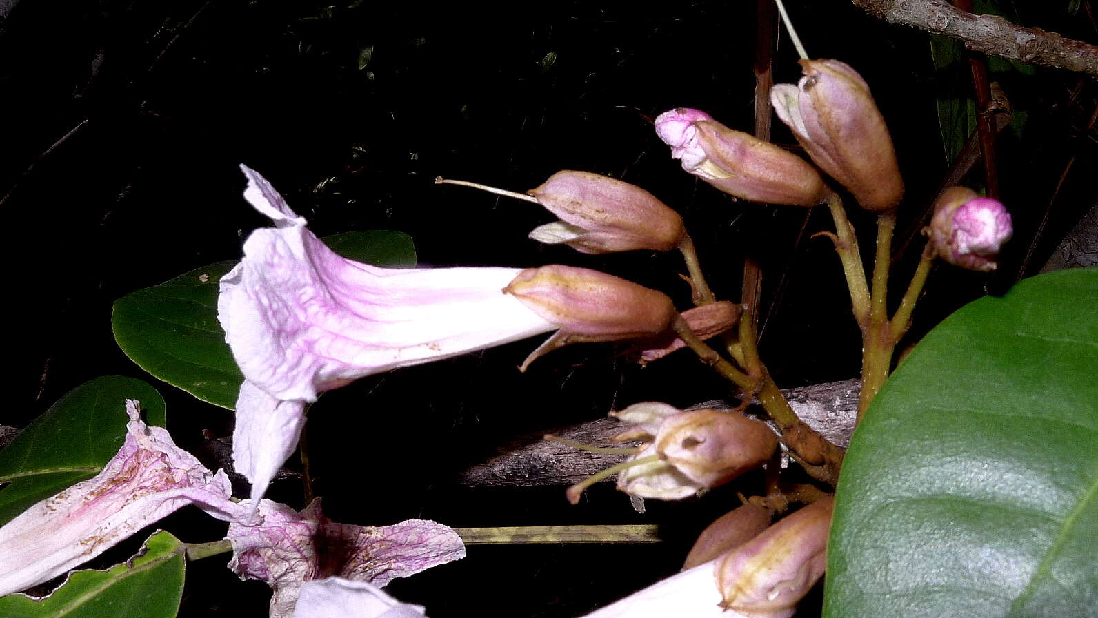 Image of Tabebuia elliptica (DC.) Sandwith