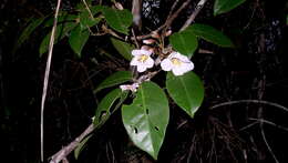 Image of Tabebuia elliptica (DC.) Sandwith