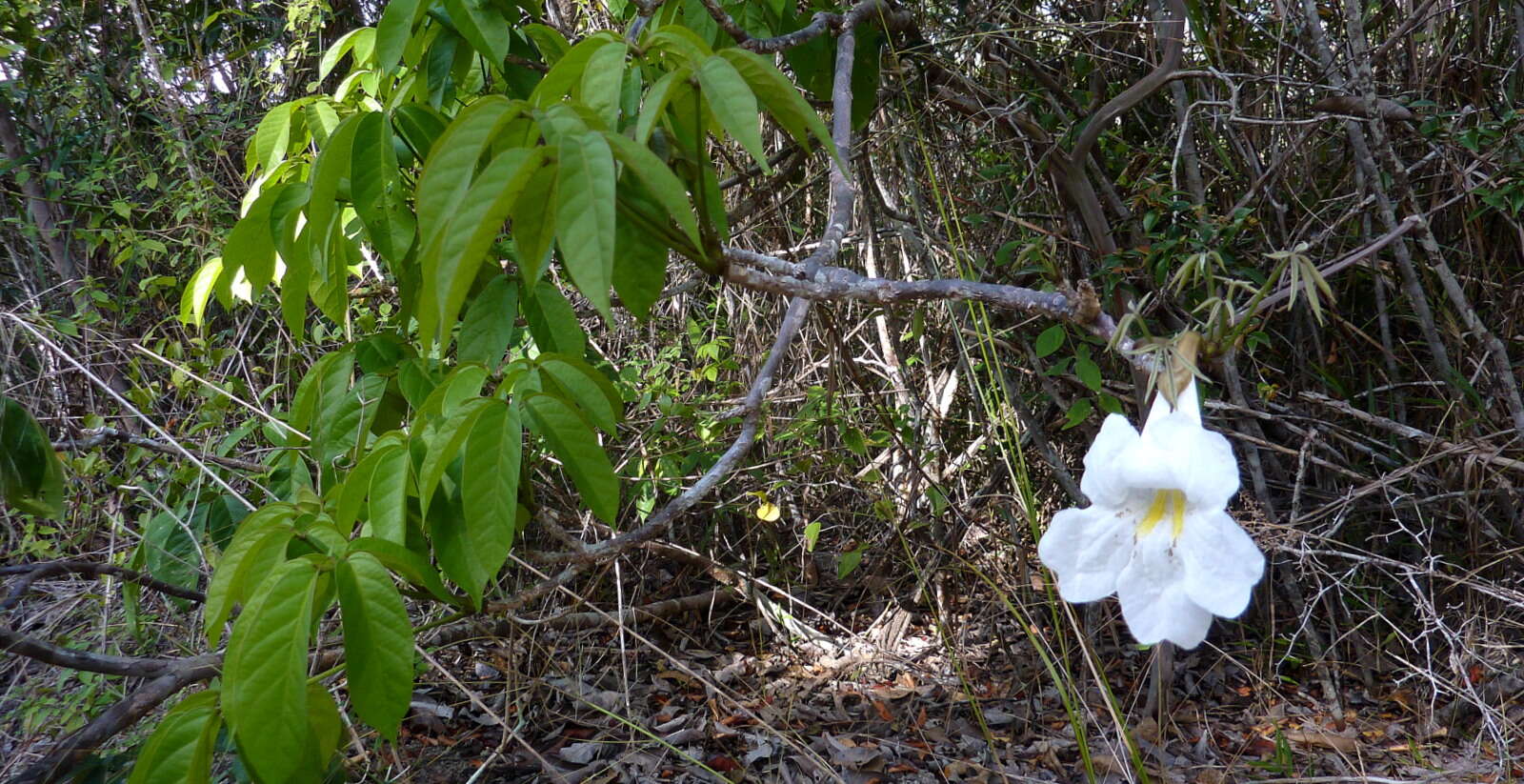 Image of Tabebuia elliptica (DC.) Sandwith