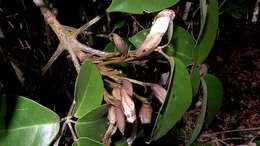 Image of Tabebuia elliptica (DC.) Sandwith