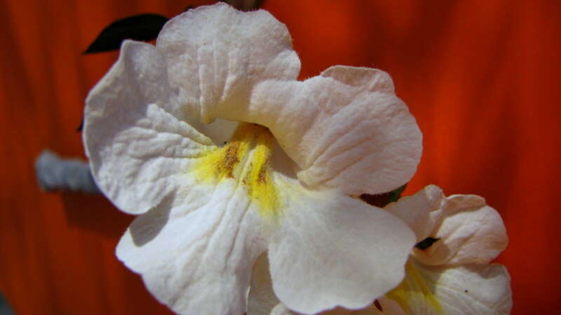 Image of Tabebuia elliptica (DC.) Sandwith