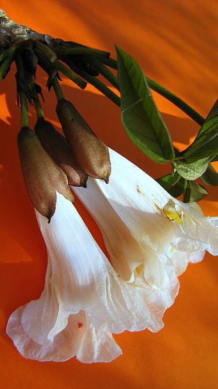 Image of Tabebuia elliptica (DC.) Sandwith