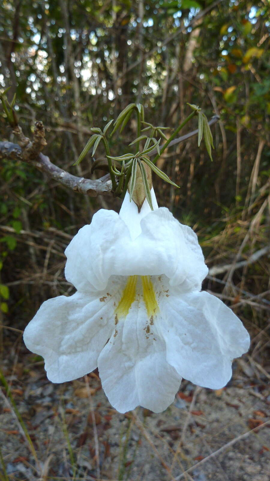 Image of Tabebuia elliptica (DC.) Sandwith