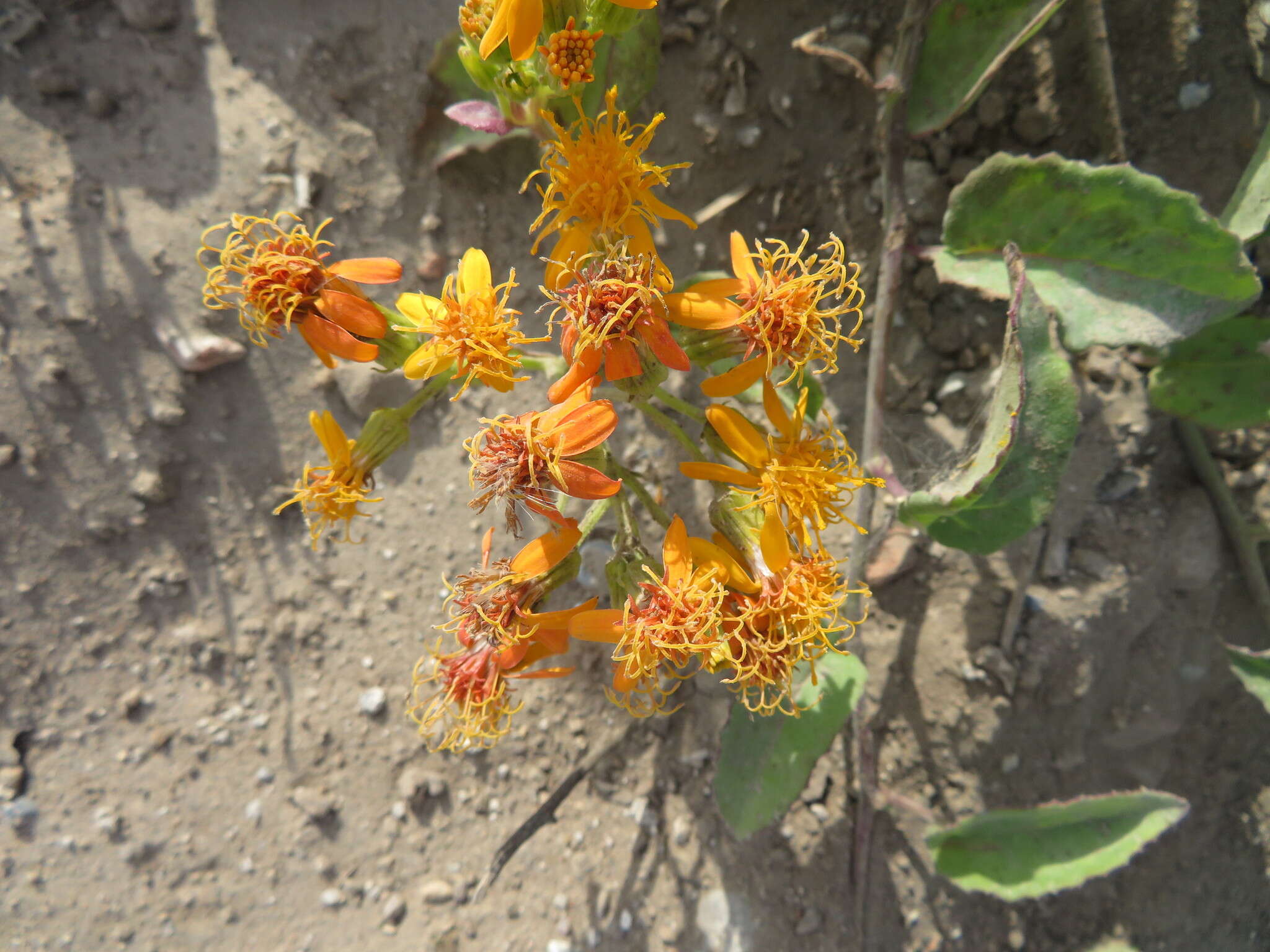 Image of Mexican Flame Vine