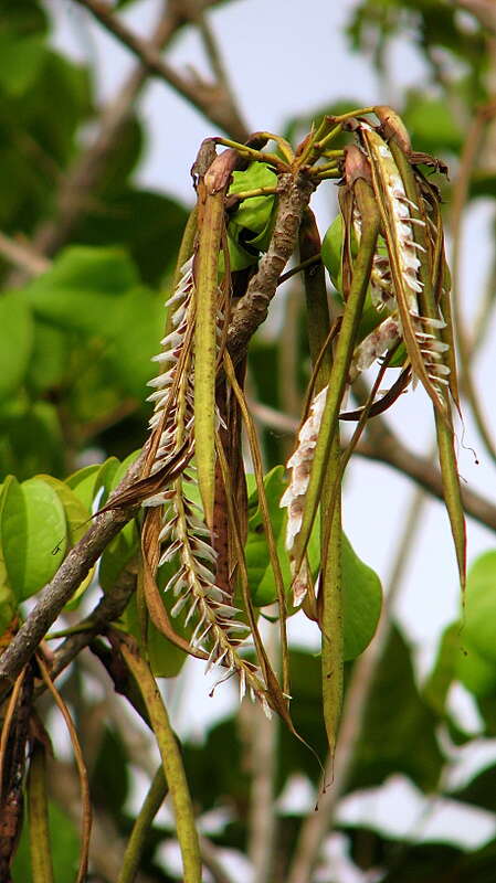 Image of Tabebuia elliptica (DC.) Sandwith