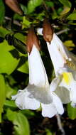 Image of Tabebuia elliptica (DC.) Sandwith