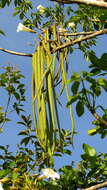 Image of Tabebuia elliptica (DC.) Sandwith