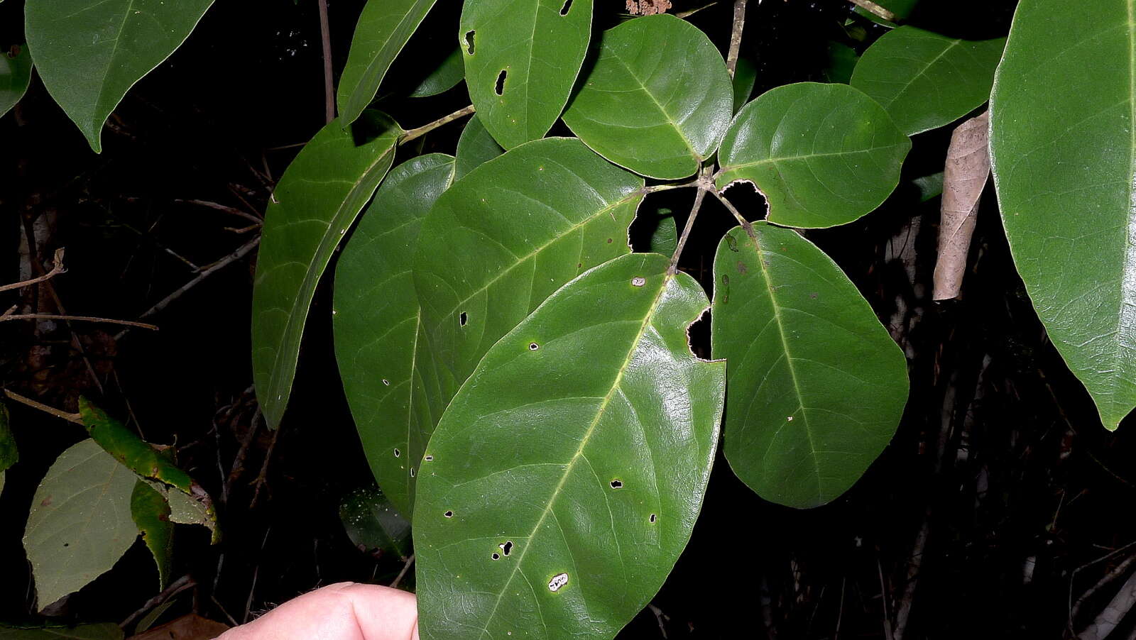 Image of Tabebuia elliptica (DC.) Sandwith