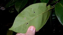 Image of Tabebuia elliptica (DC.) Sandwith