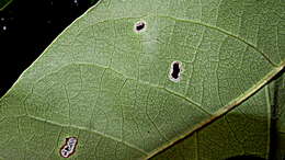 Image of Tabebuia elliptica (DC.) Sandwith