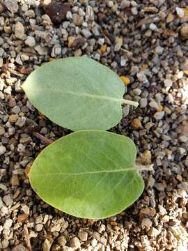 Plancia ëd Arctostaphylos crustacea subsp. crinita (J. E. Adams) V. T. Parker, M. C. Vasey & J. E. Keeley