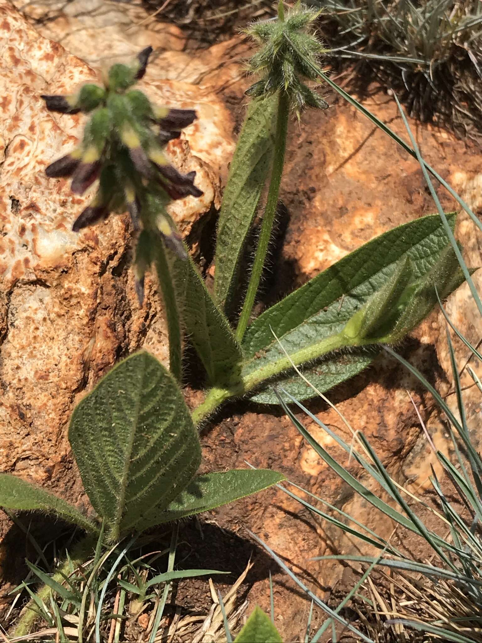 Image of Eriosema cordatum E. Mey.