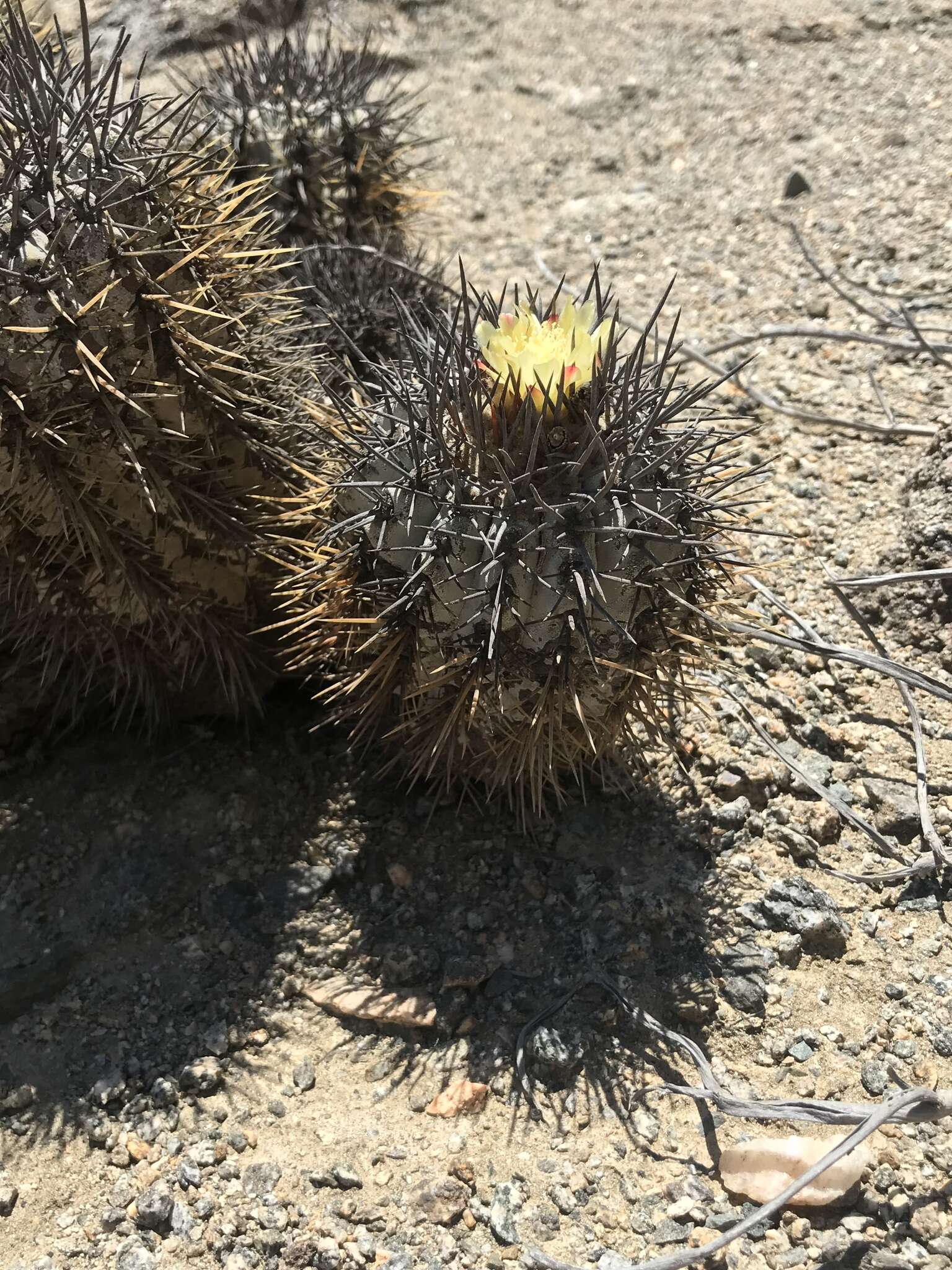 Imagem de Copiapoa calderiana subsp. atacamensis (Middled.) Mottram