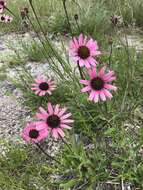 Image of Tennessee purple coneflower