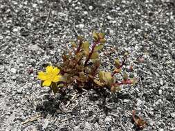 Image of native yellow purslane