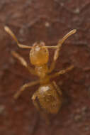 صورة Acropyga acutiventris Roger 1862