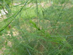 Image of Common asparagus beetle