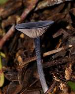 Image of Entoloma panniculus (Berk.) Sacc. 1887