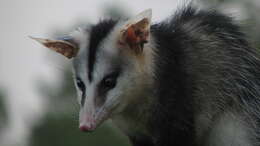 Image of White-eared Opossum