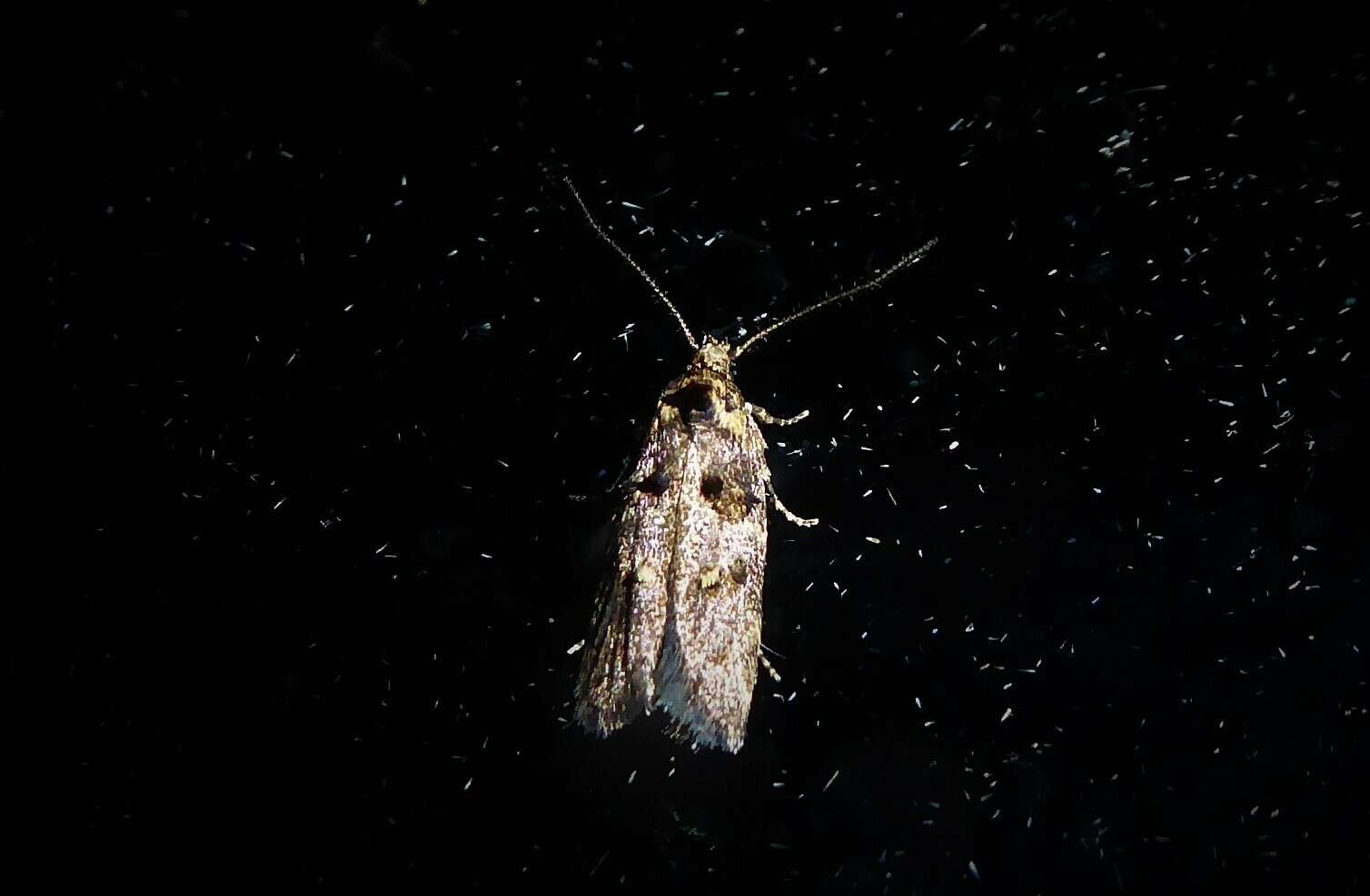 Image of Trachypepla anastrella Meyrick 1884