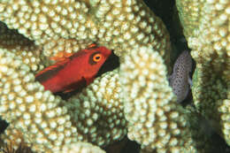 Image of Coral crouchers