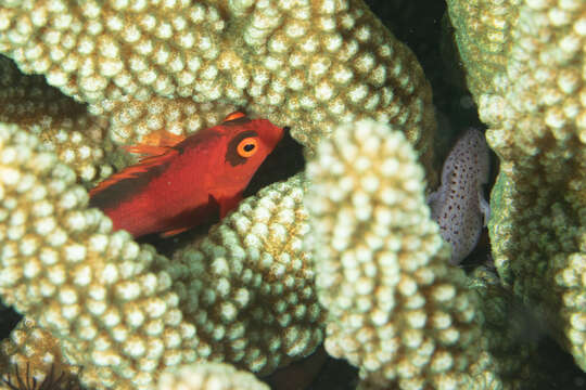 Image of Coral crouchers