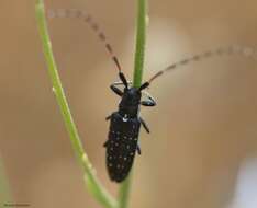 Image of Agapanthia (Epoptes) irrorata (Fabricius 1787)