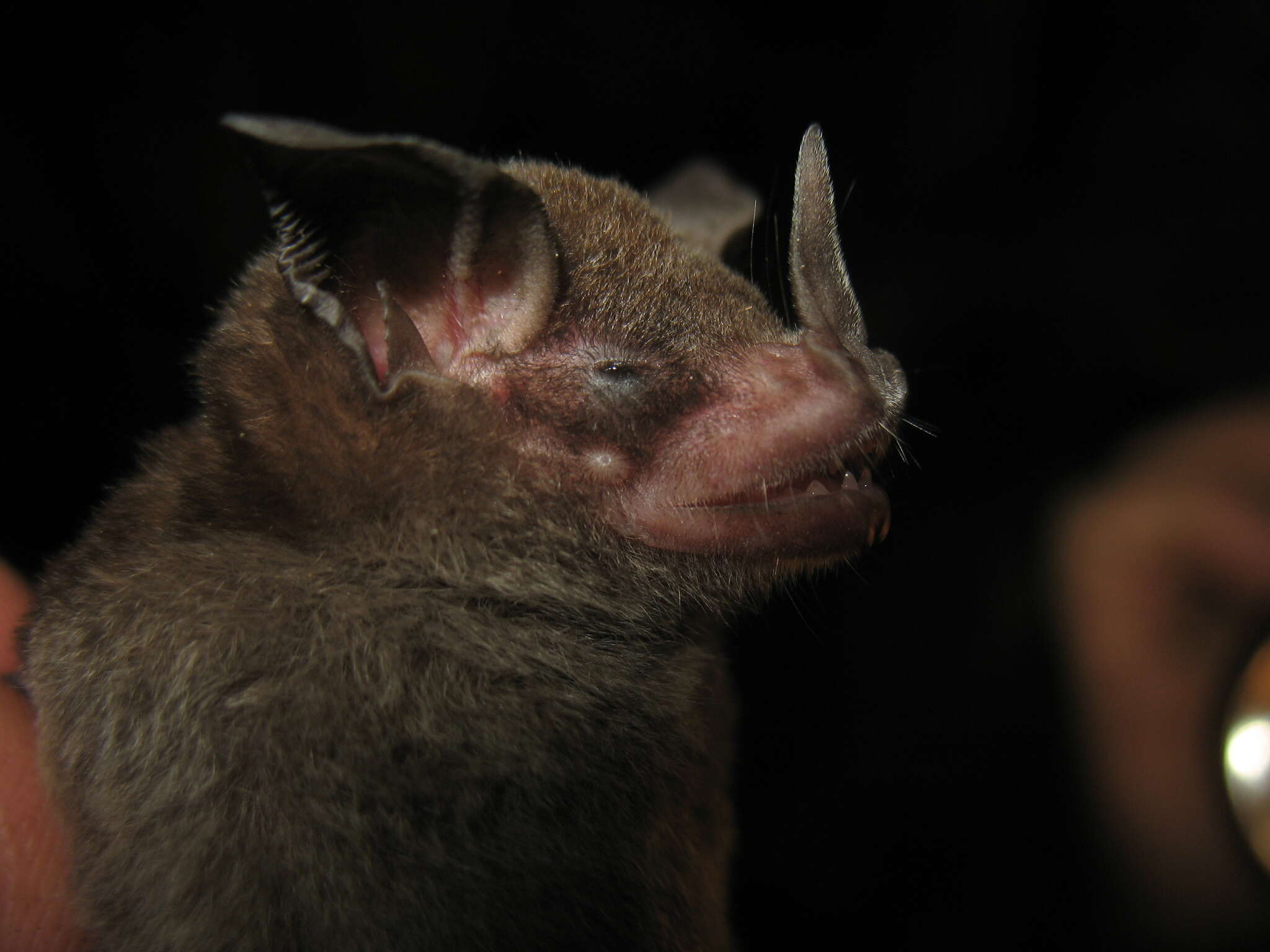 Image of Niceforo's Big-eared Bat