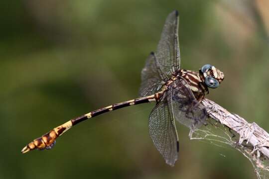 Image of Five-striped Leaftail