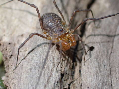 Image de Prasma tuberculata mearosa Forster 1954