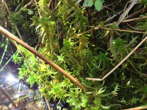 Image of hamatocaulis moss