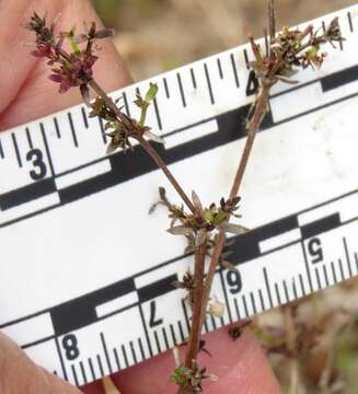 Image of climbing bedstraw