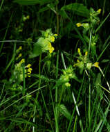 Image of Yellow rattle