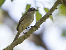 Image of Venezuelan Tyrannulet