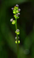 Image of Marsh Arrowgrass