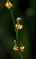 Image of Marsh Arrowgrass