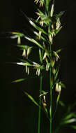 Image of Button Grass